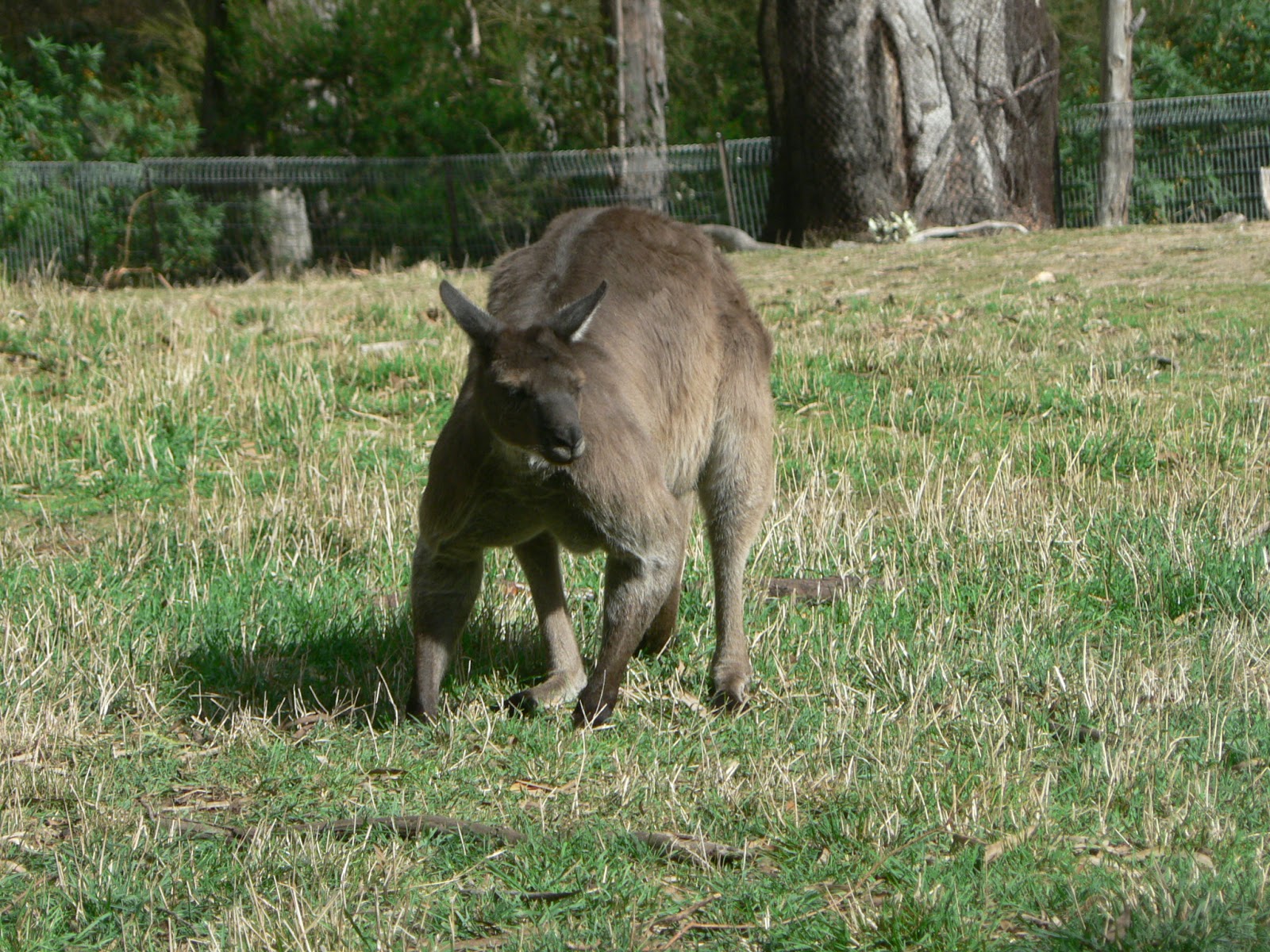 TRAVELING WITH MARGARET Cleland Wildlife Park, near Adelaide