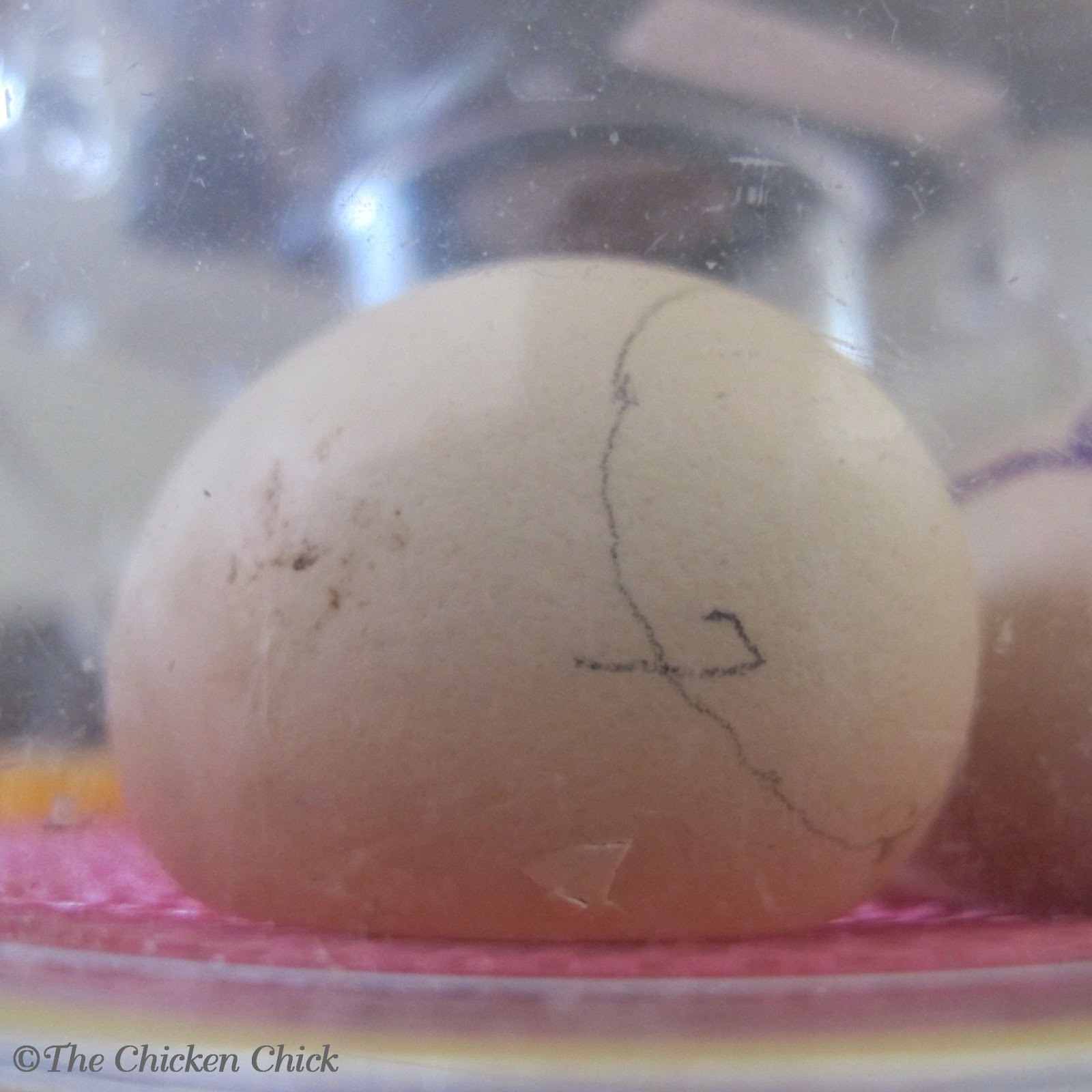 Hatchalong with The Chicken Chick, Part 8 Hatch Day! The Chicken Chick®