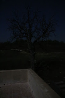My favourite tree My favourite tree