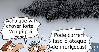 Resultado de imagem para muriçocas