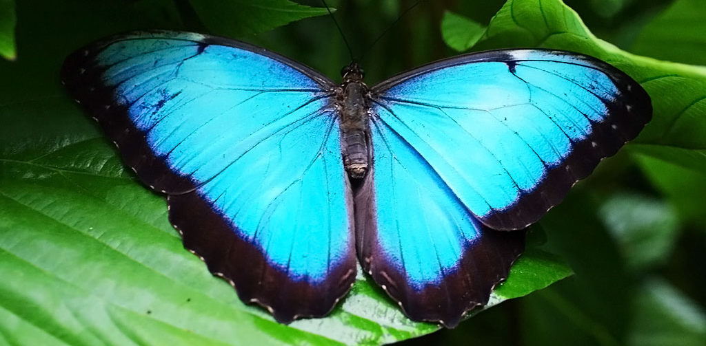 Blue_Morpho_Butterfly.png