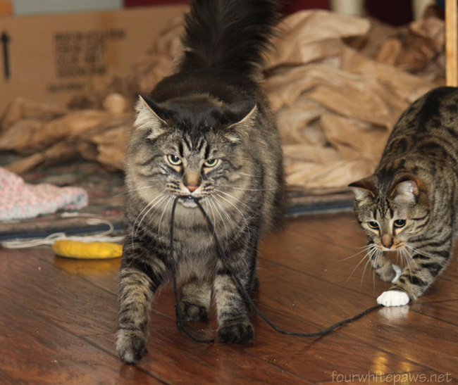 fourwhitepaws need for play