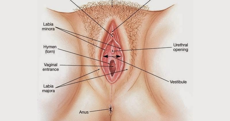 Coretan Mahasiswi Sistem Reproduksi Wanita Bagian Luar