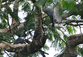 Harpy Eagles Male and Female, Harpia harpyja