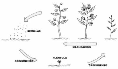 LA SEMILLA DE UNA PLANTA la semilla de una planta: