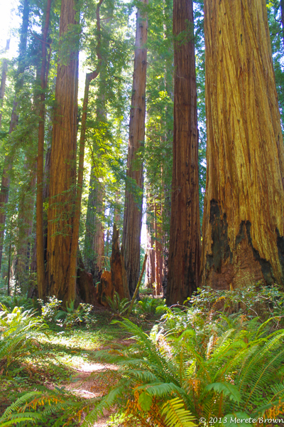 Redwoods 