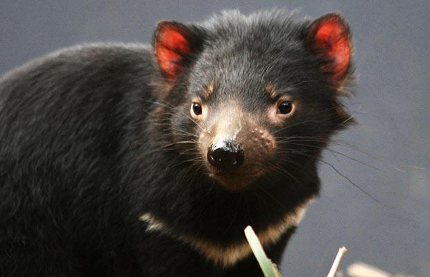 Tasmanian Devil | Animal Wildlife