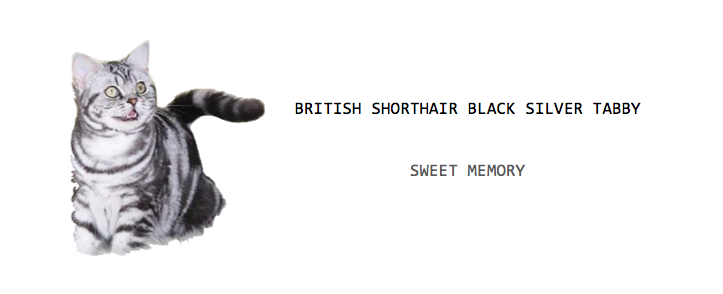 British Shorthair Black Silver Tabby  TRUE COLORS
