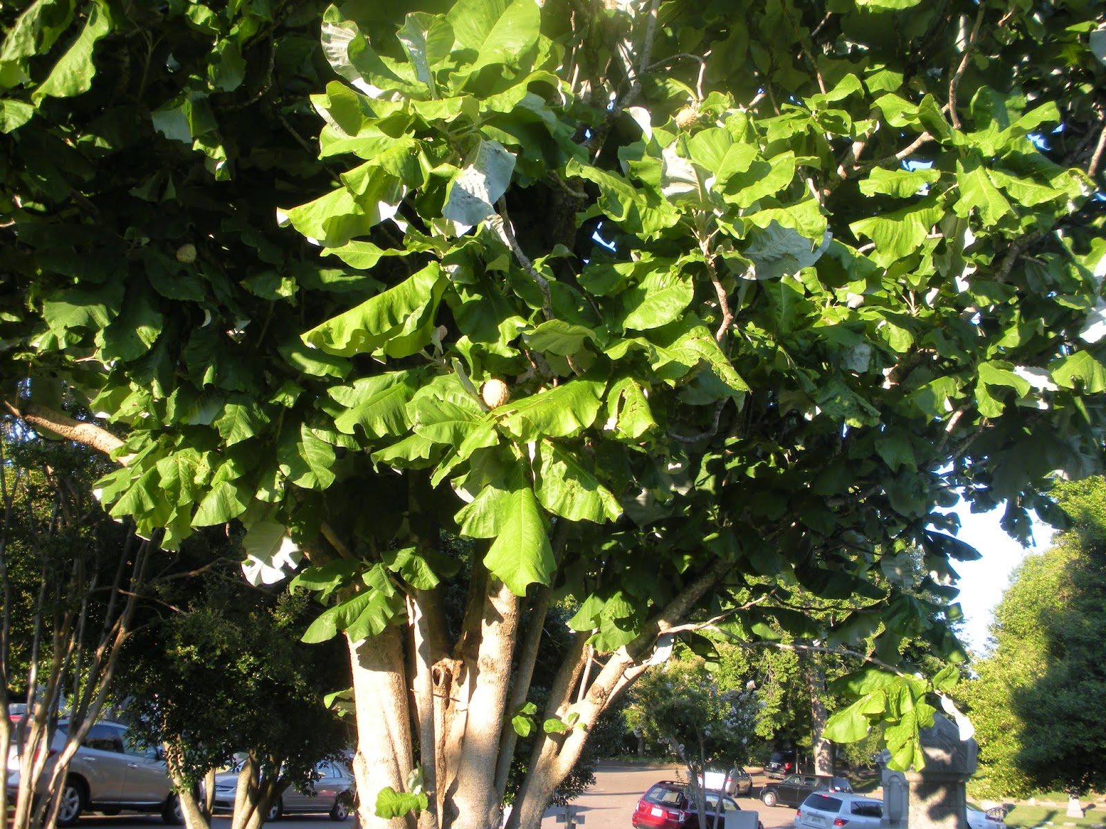 Memphis Trees Big leaves and small leaves at Elmwood Cemetery