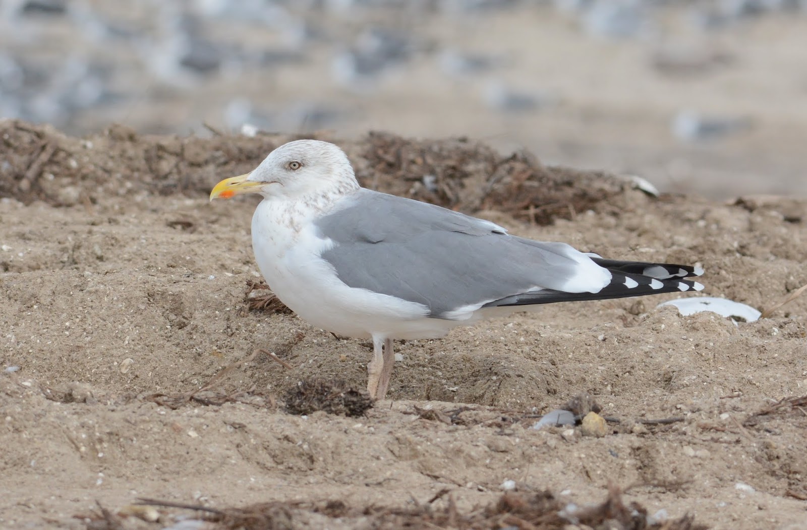 Anything Larus Appledore Gulls Herring x Lesser Blackbacked Hybrids