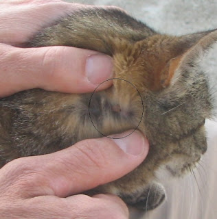 lyme kat