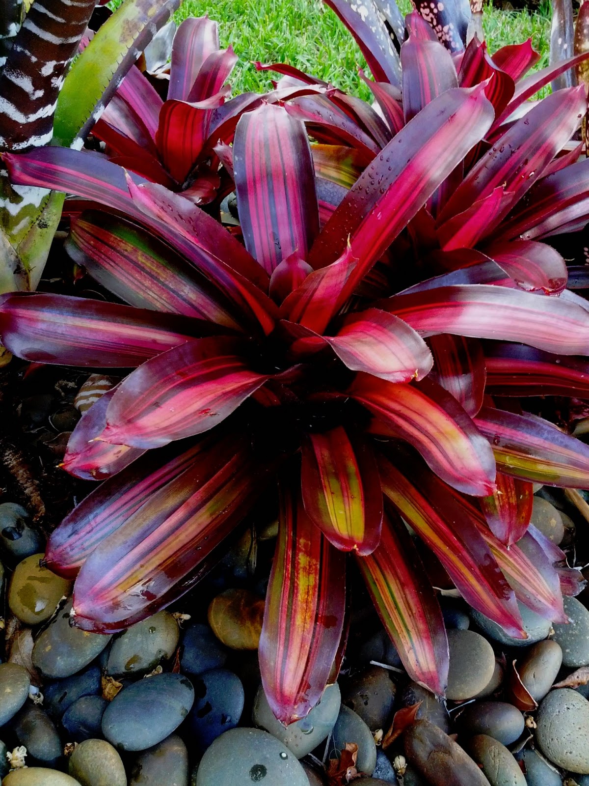 Gardening South Florida Style: Bromeliads in South Florida