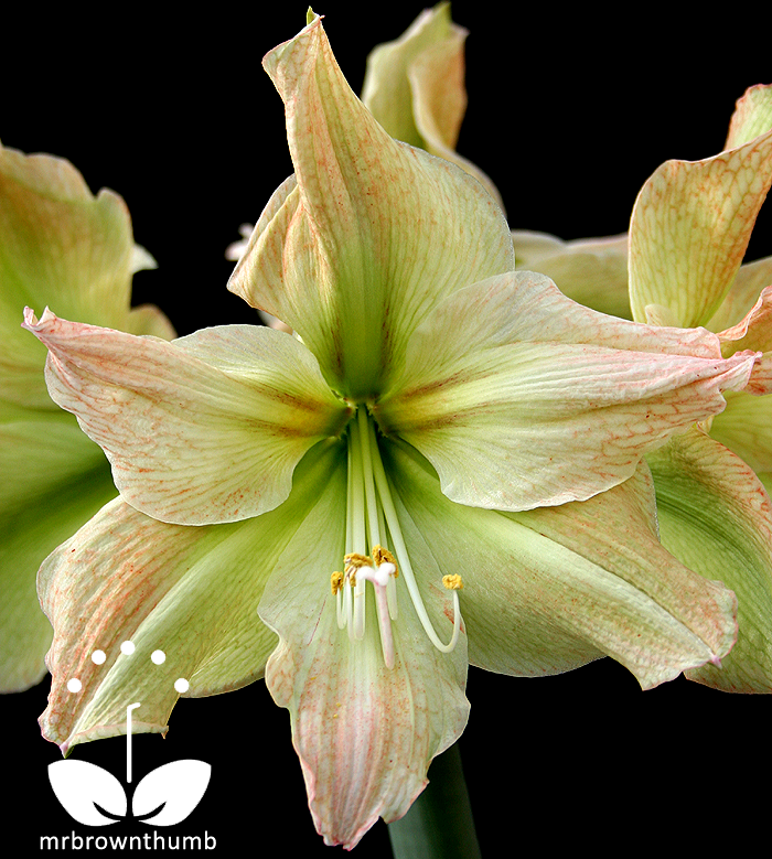 Amaryllis 'Limona'