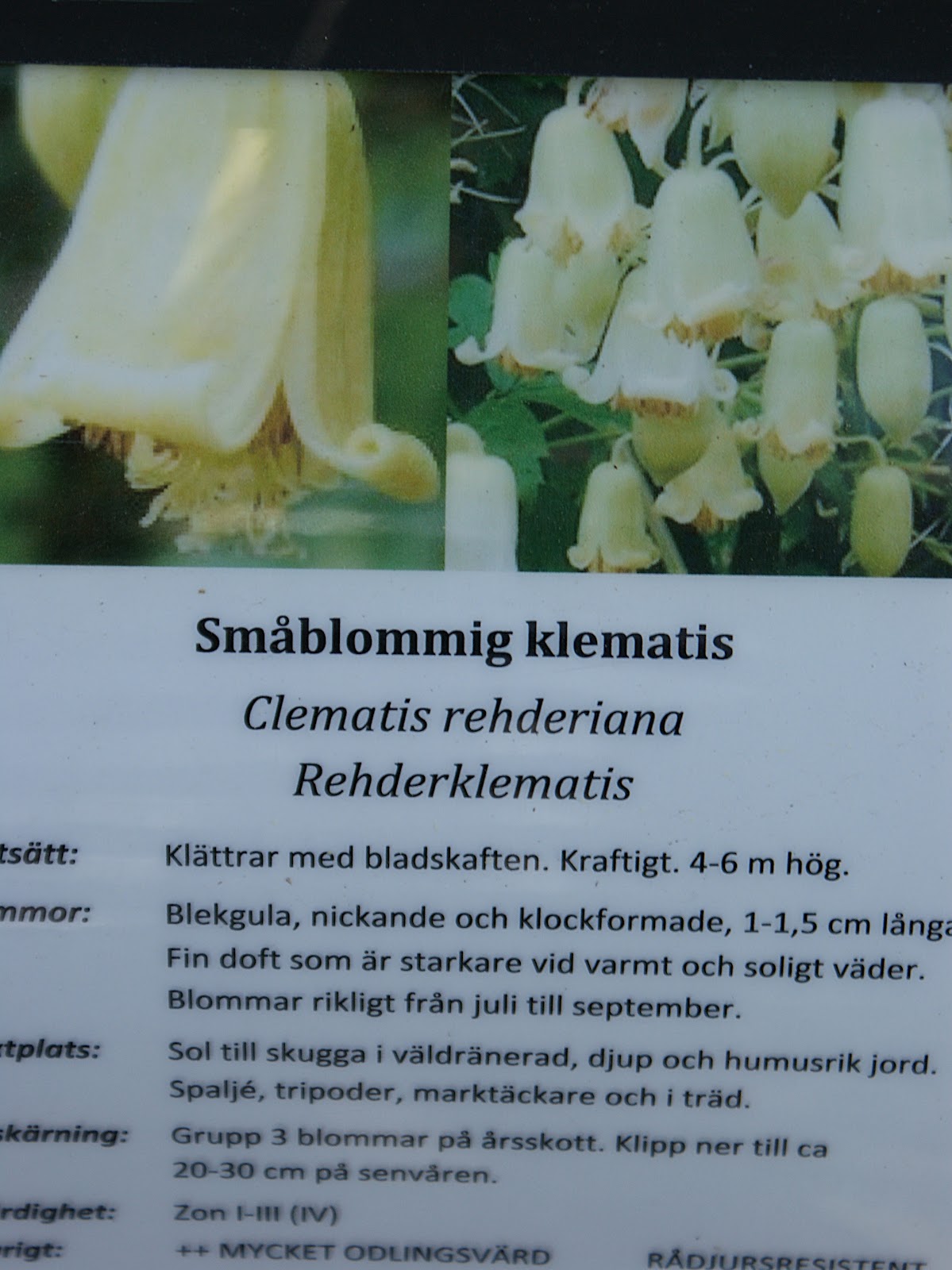 Trädgårdsdrömmar: zetas i våra hjärtan !!!