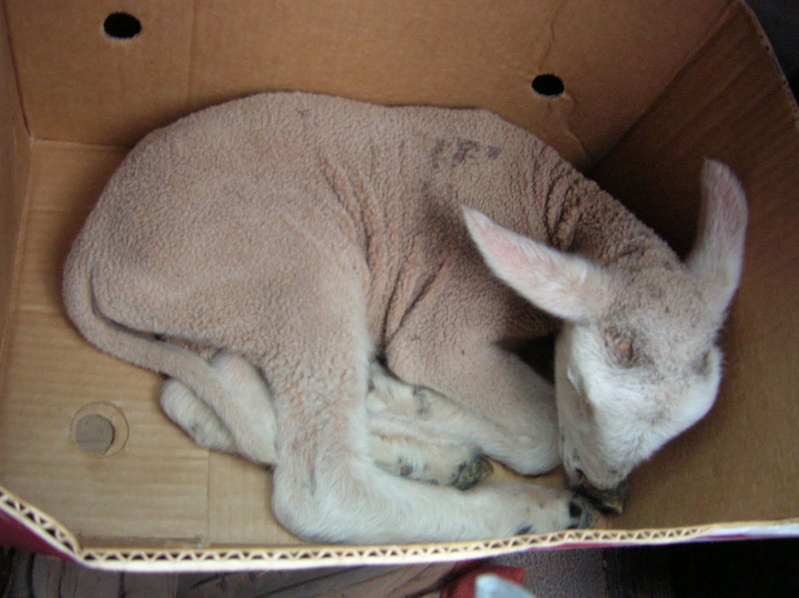 A Farm Girls Musings Bummer Lambs