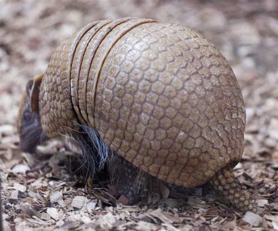 are armadillos nocturnal