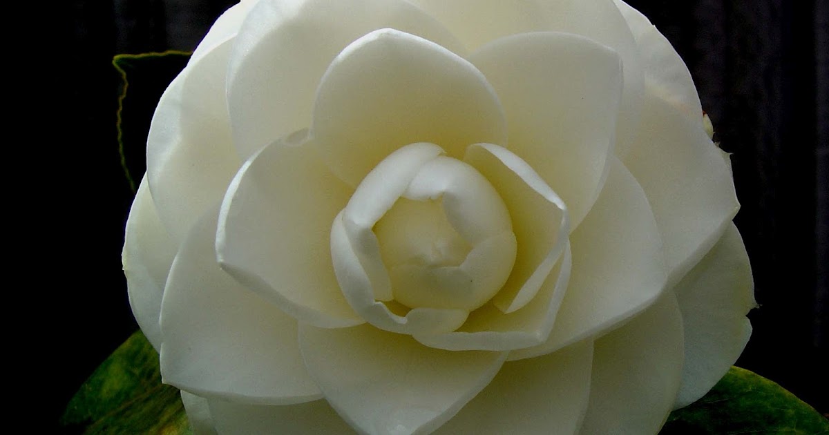 Melbourne Garden Diary Camellia Japonica