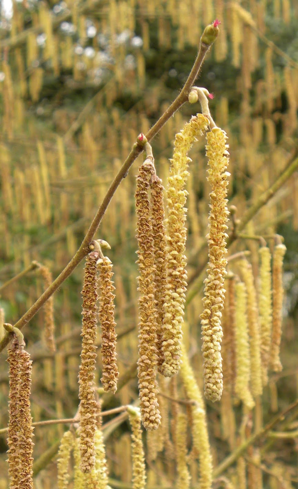 Catkins Hazel