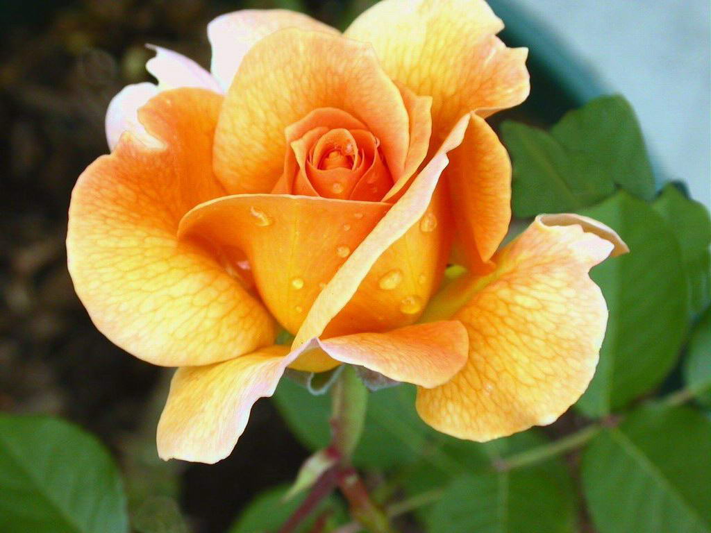 Flower Rose Yellow