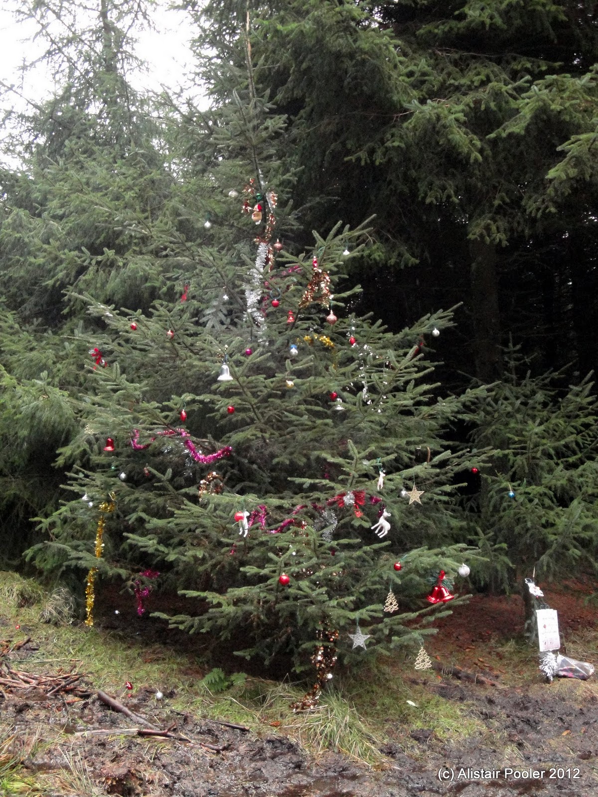 Alistair's Walks A Northern Circuit in Macclesfield Forest