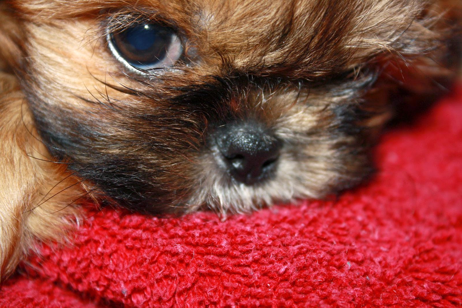 Reasons Why Shih Tzu Violent LUV My dogs