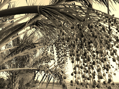 Date Palms (Phoenix dactylifera): Method of tying inflorescence to branches