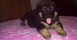 pure jarman safed dog