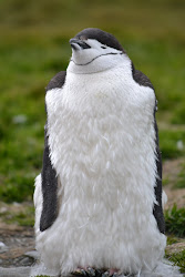 Our first chinstrap penguin