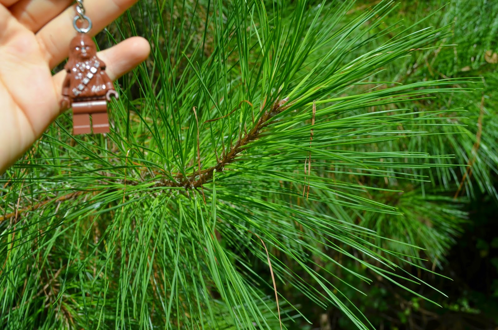 AP Bio Biological Collection Photo Blog 4. Gymnosperm Leaf