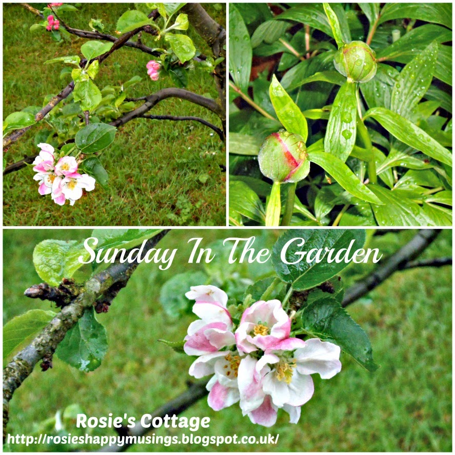 Rosie's Cottage Apple Blossom has arrived!