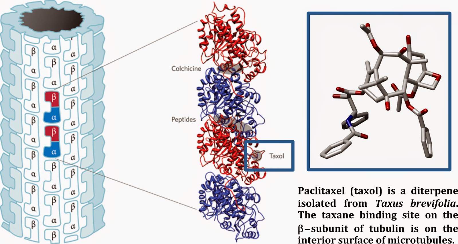modern steroid science Taccalonolides MicrotubuleStabilizing