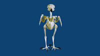 Rigging Asylum: Bird Anatomy - Skeletal