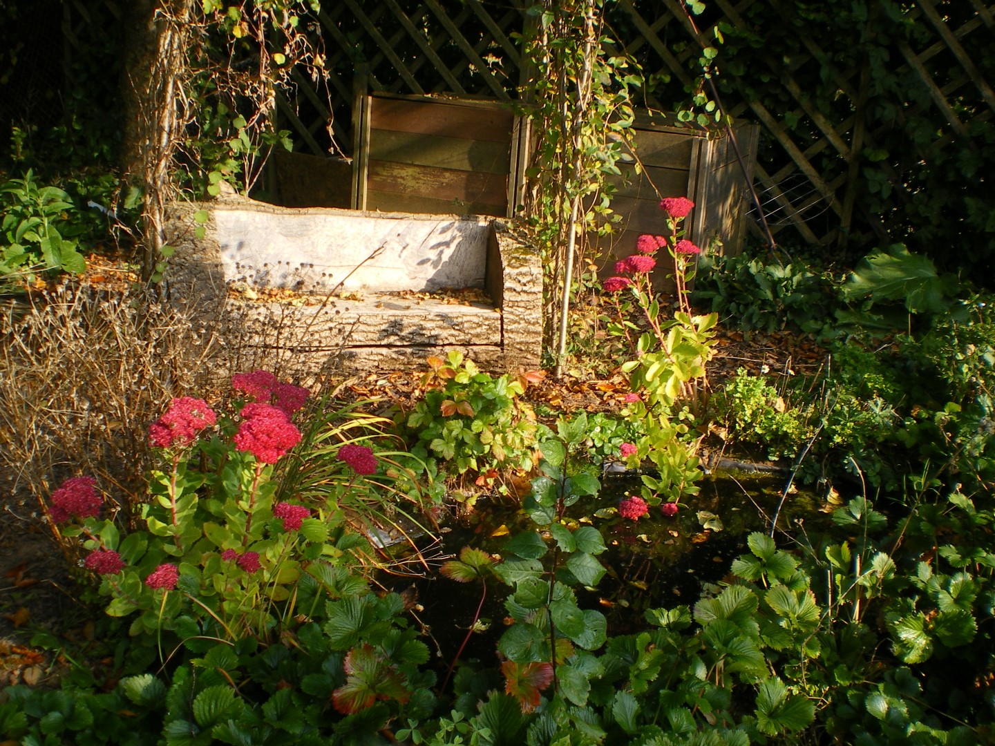 Forest Garden Plants Forest Garden Designer Available to Hire