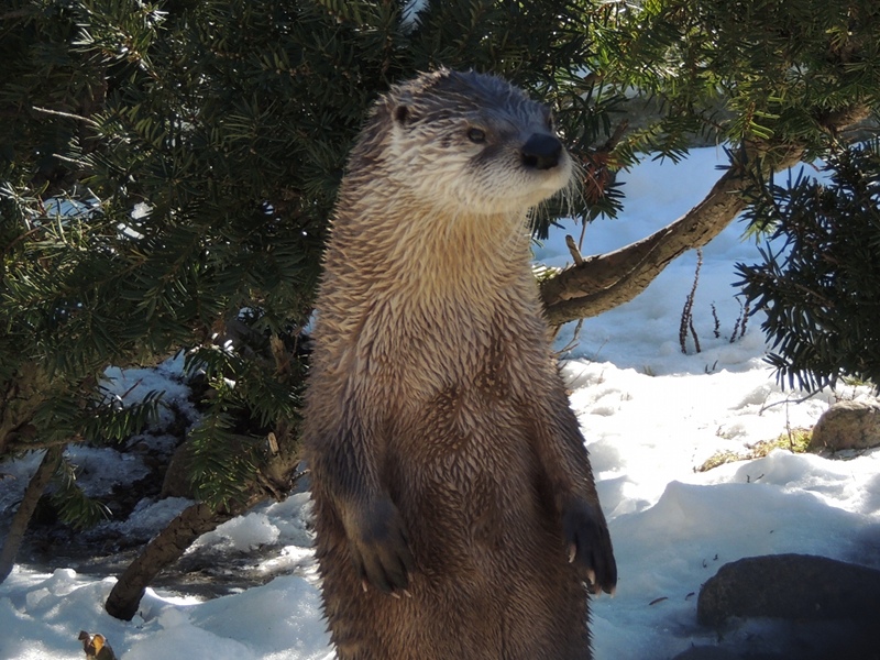 skyenimals an animal blog for kids skyenimals spotlight on