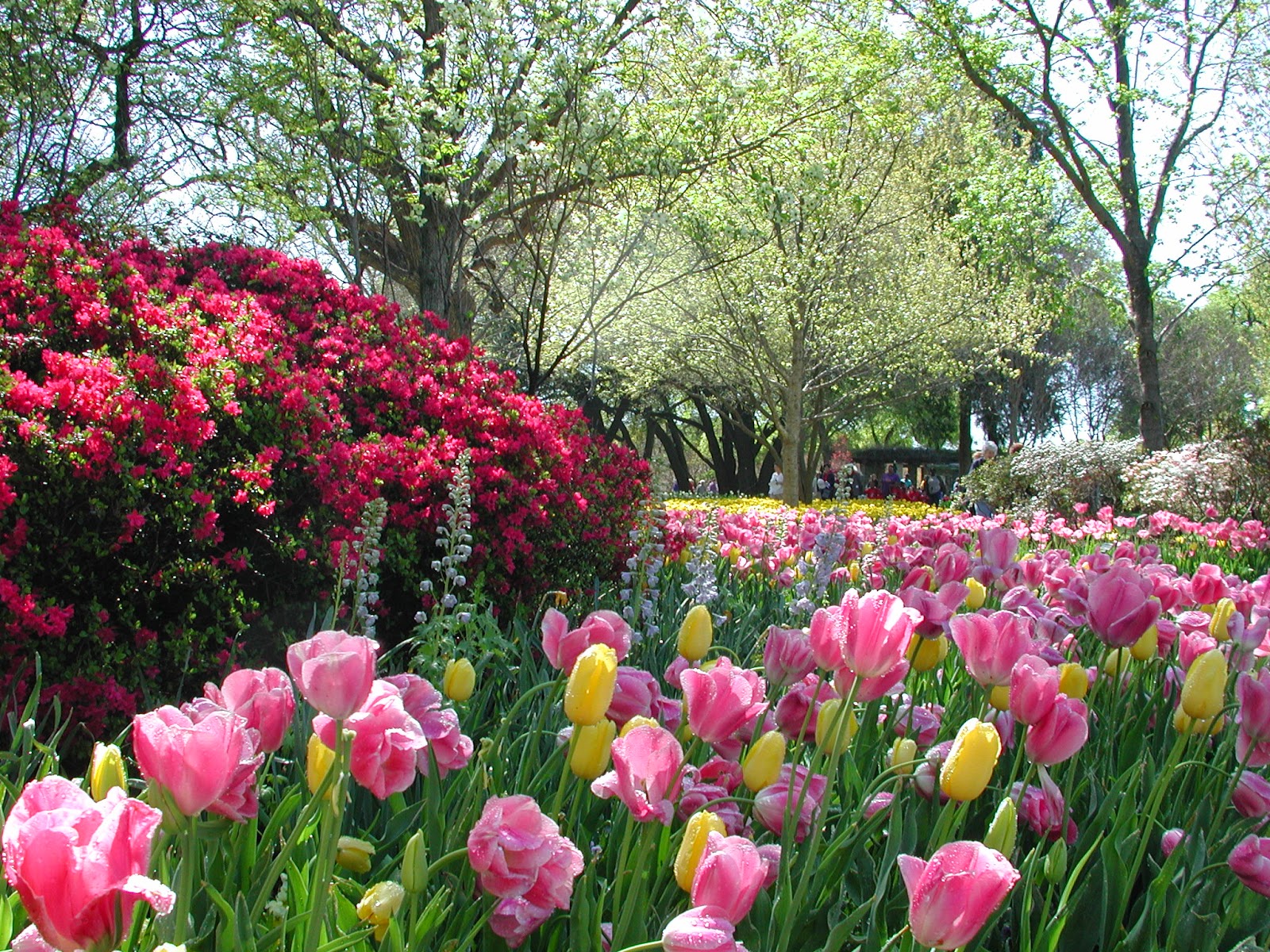 The French Tangerine dallas blooms