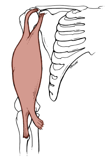 Muscles of Arm - Dunia Perubatan