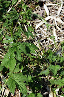 Houblon (humulus lupulus), dont les feuilles ressemblent comme deux gouttes d'eau à celles de la vigne, à la différence que celles du houblon sont extrêmement rèches.