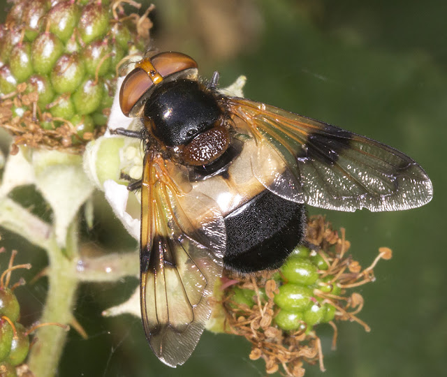 Volucella pellucens. Hutchinson's Bank, 21 July 2015. Volucella pellucens. Hutchinson's Bank, 21 July 2015.