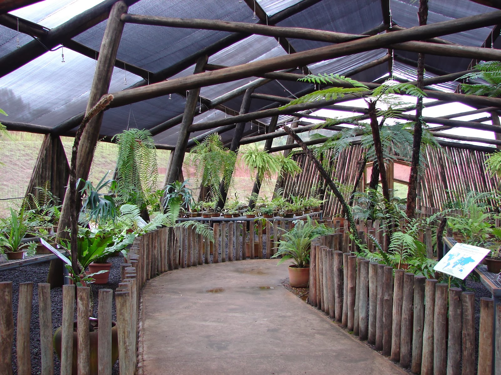Coleção de samambaias