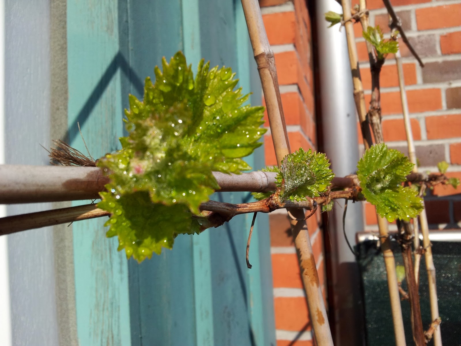 44+ Wein Auf Dem Balkon, Aber wie schnell wächst der wein, wenn man