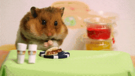 Amazing Creatures: Funny animal gifs - part 119 (10 gifs)