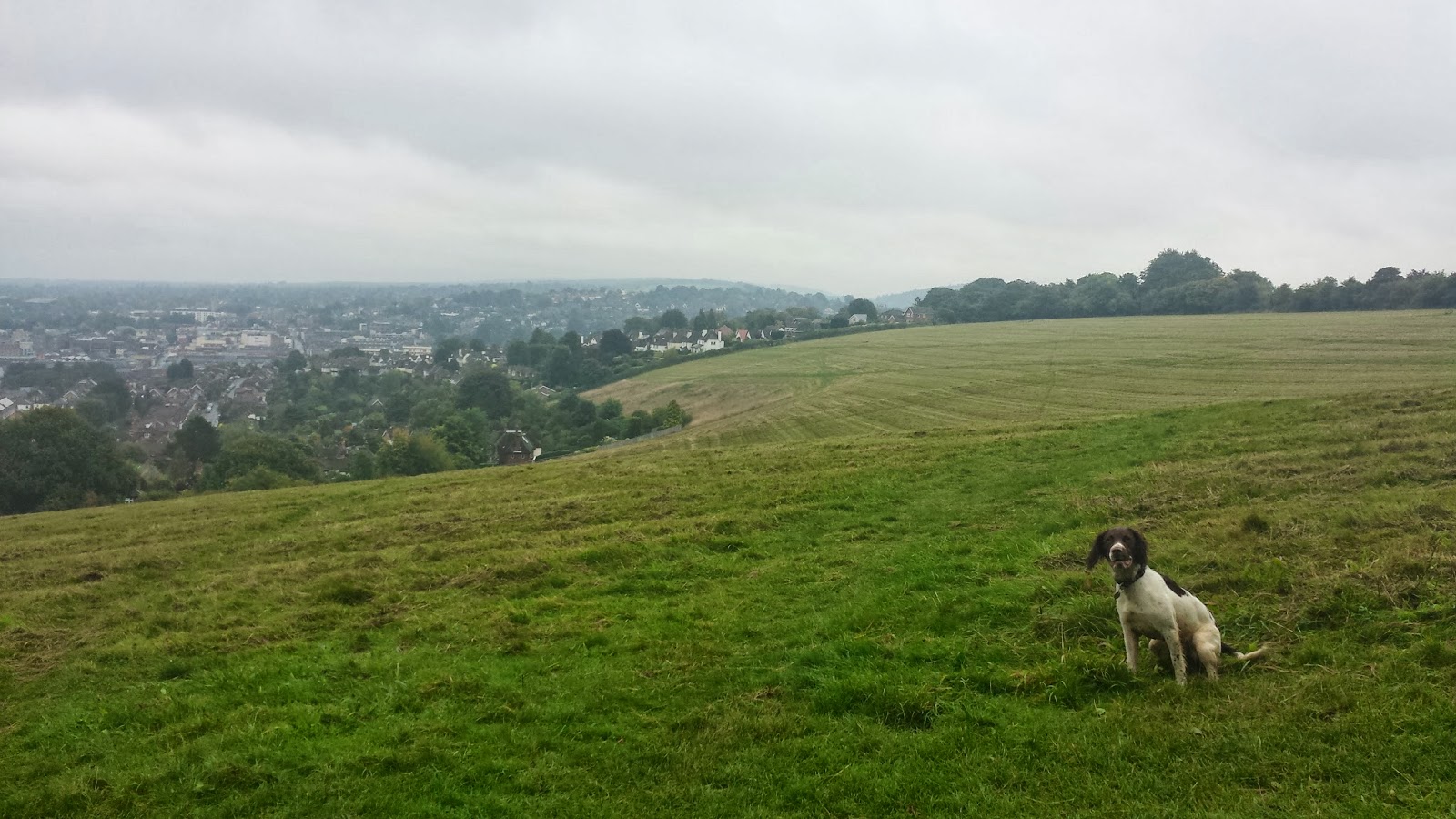 Guildowns Walk Surrey Dog Walks