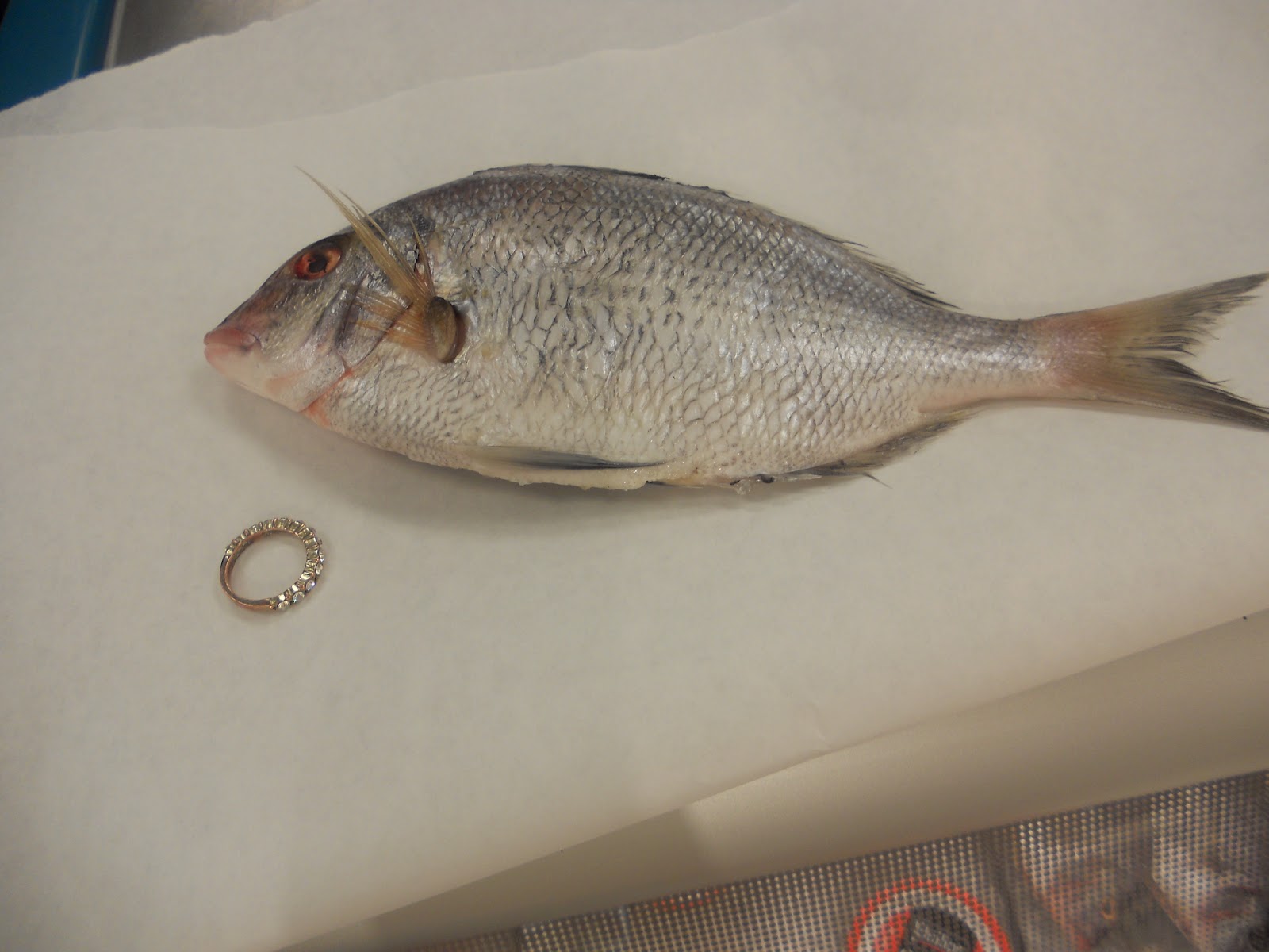 AP Biology Project Tacy 201213 (32)Scale from an animal with a two