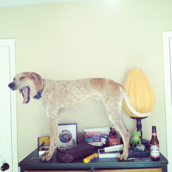 theron humphrey fotografia cachorro em cima de coisas se equilibrando maddie dog on things