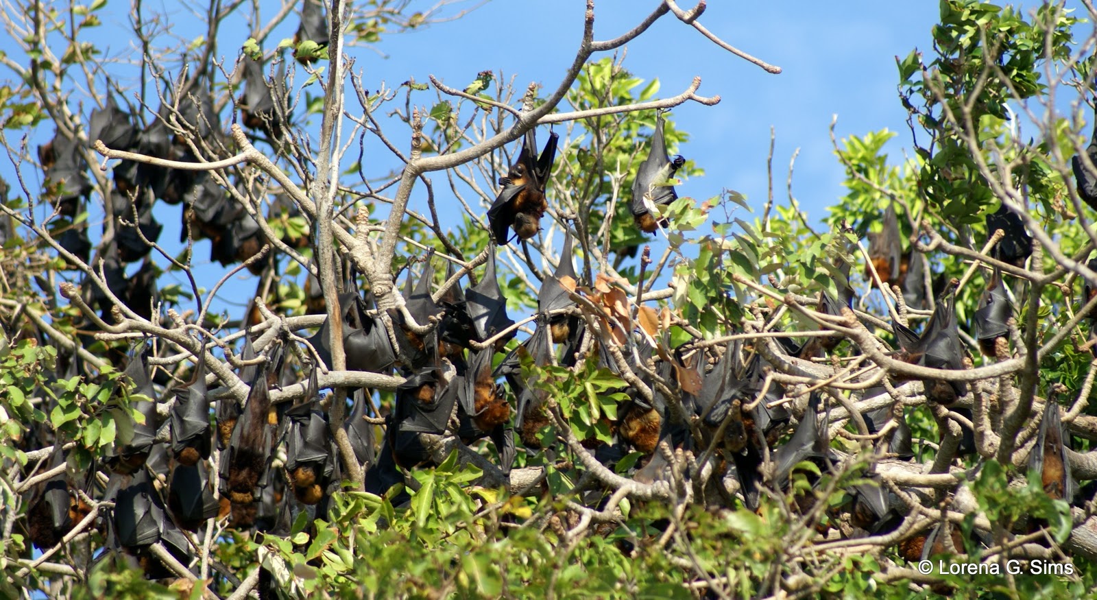 My Life with Photographs Bat Island in Hundred Islands