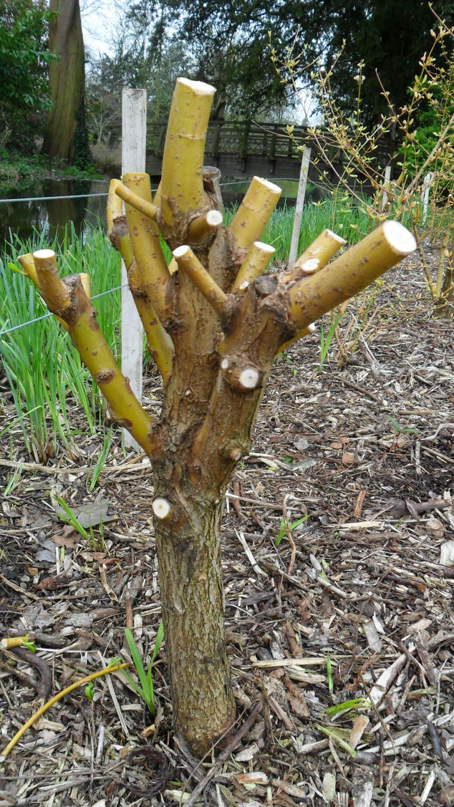 Worcester College Gardeners 20092018 Coppicing Willow