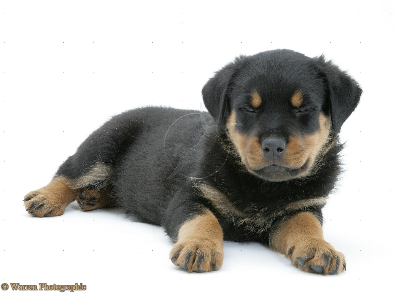 puppy rottweilers puppy dogs rottweiler puppies puppy rottweilers puppy dogs rottweiler puppies