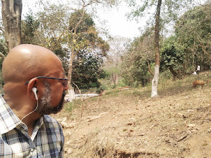 At the Guwahati zoo observing a deer strolling on the zoo grounds.