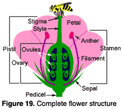 complete flower parts