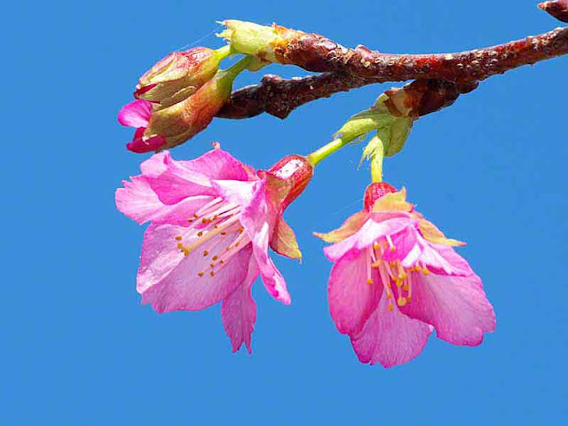 cherry blossoms, tree, stem, buds, blue sky